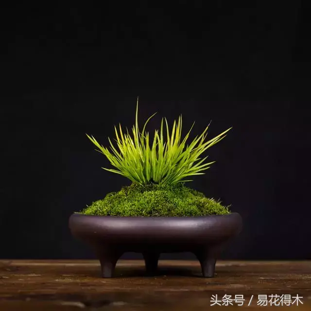 花菖蒲怎么修剪，菖蒲開花圖片?